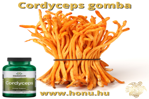 Cordyceps Gomba